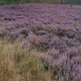 De heide staat in bloei!